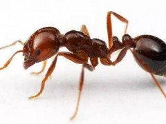 光谱分析技术助力监测红火蚁
